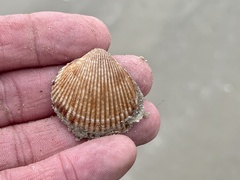 Dinocardium robustum