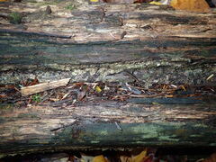 Arachnopeziza trabinelloides