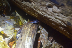 Plethodon yonahlossee