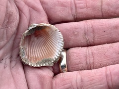 Dinocardium robustum