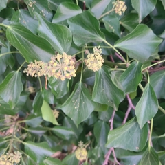Hedera canariensis