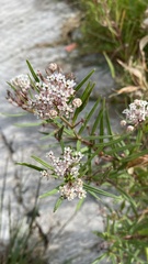 Asclepias mexicana