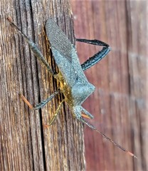 Acanthocephala terminalis