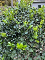 Ilex cornuta
