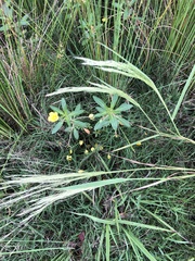 Leersia