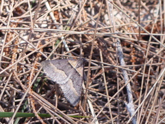 Dichromodes atrosignata