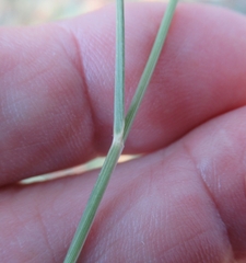 Bouteloua rigidiseta