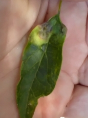 Pachypsylla celtidisumbilicus