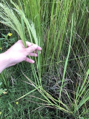 Leersia