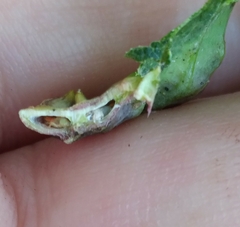 Pachypsylla celtidisumbilicus