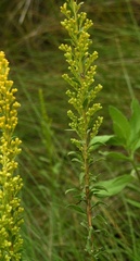 Solidago tortifolia