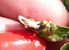 Pachypsylla celtidisumbilicus