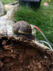Cornu aspersum