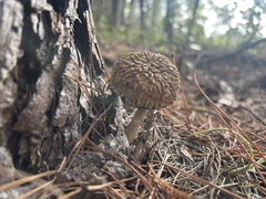 Boletellus ananas image