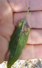Pachypsylla celtidisumbilicus