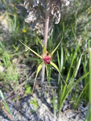 Caladenia paludosa