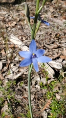 Thelymitra crinita