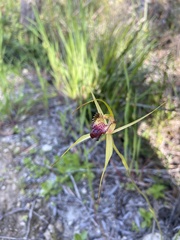 Caladenia paludosa