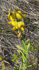 Crotalaria spectabilis