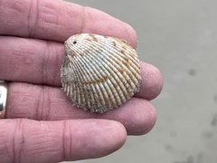 Dinocardium robustum