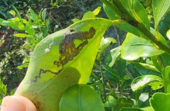 Phyllocnistis citrella