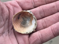 Dinocardium robustum