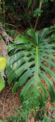 Monstera deliciosa