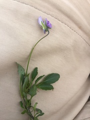 Viola tricolor curtisii