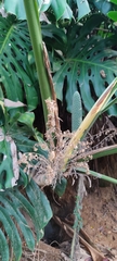 Monstera deliciosa
