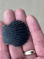 Argopecten irradians