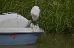 Egretta thula