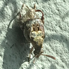 Penthobruchus germaini