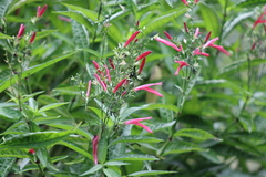 Dianthera secunda