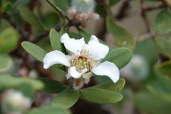 Leptospermum trinervium