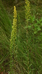 Solidago tortifolia