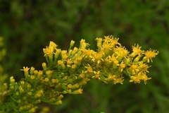 Solidago tortifolia