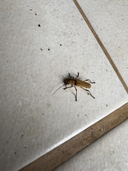 Chauliognathus cinguliventris