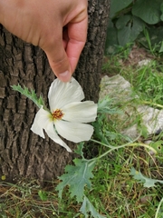 Argemone platyceras