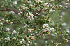 Leptospermum trinervium