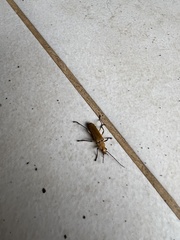 Chauliognathus cinguliventris