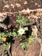 Polemonium micranthum