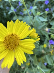 Taylorilygus apicalis