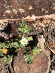 Polemonium micranthum
