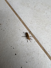 Chauliognathus cinguliventris