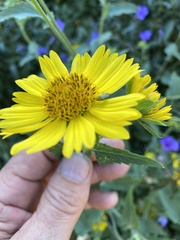 Taylorilygus apicalis