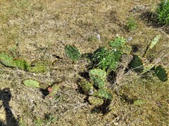 Opuntia macrorhiza