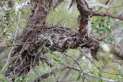 Leptospermum trinervium
