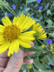 Taylorilygus apicalis