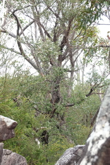 Leptospermum trinervium