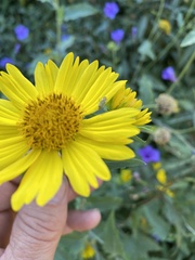 Taylorilygus apicalis